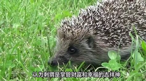 养刺猬风水|刺猬进家门有何风水讲究 招财进宝